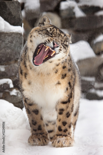 snow leopard