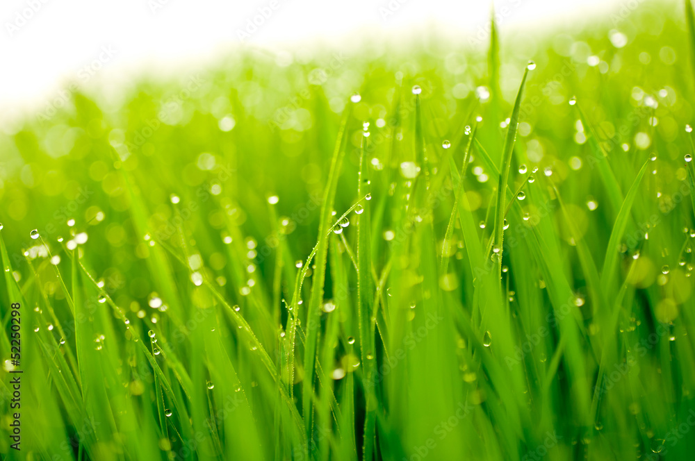 Obraz premium 新緑と水滴