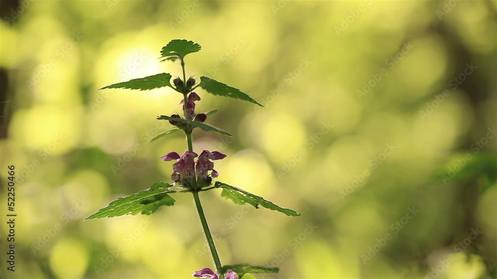 Steppe flower on a wind vídeo de Stock | Adobe Stock