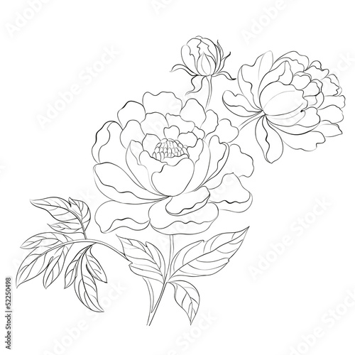 Peonies ink background