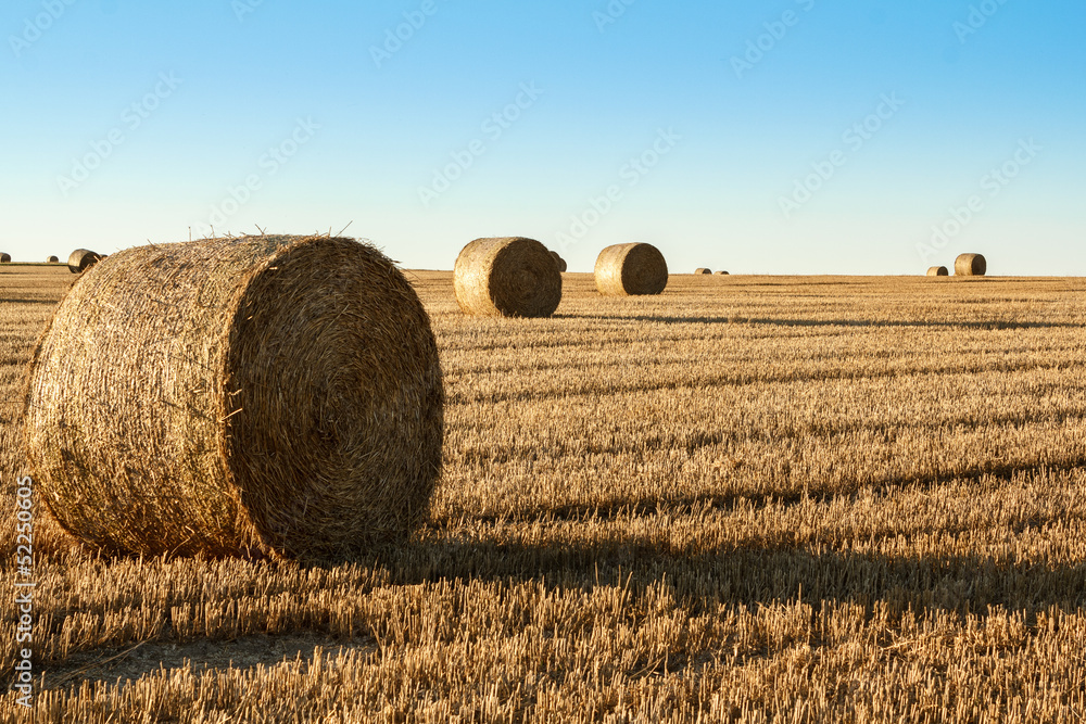 Fototapeta premium hay bale in the foreground of rural field