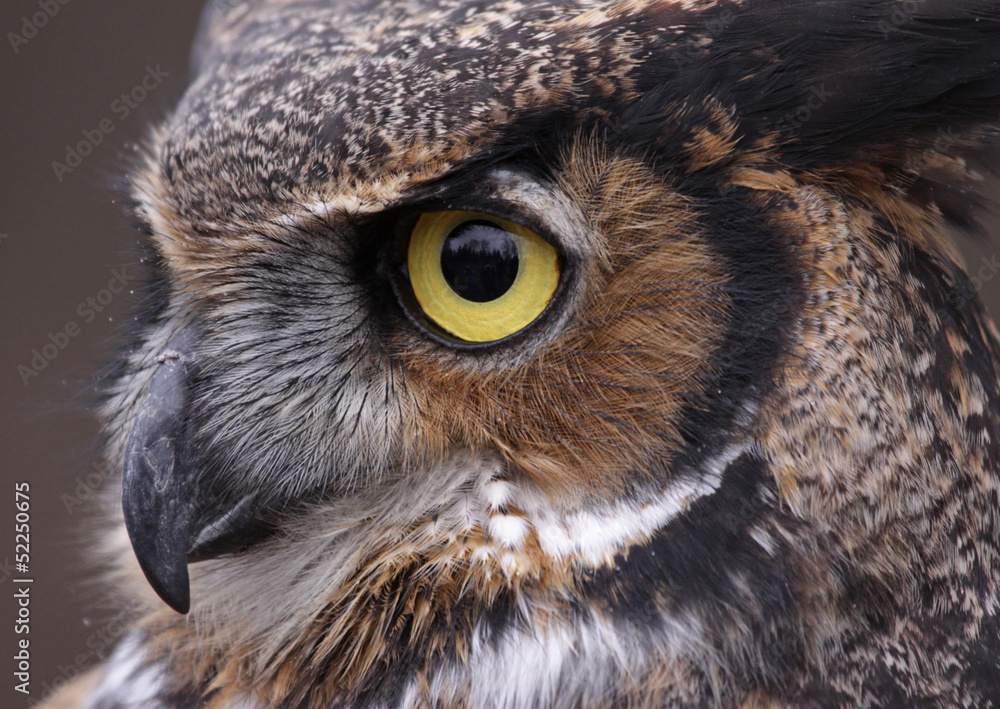 Fototapeta premium Tiger Owl Eye