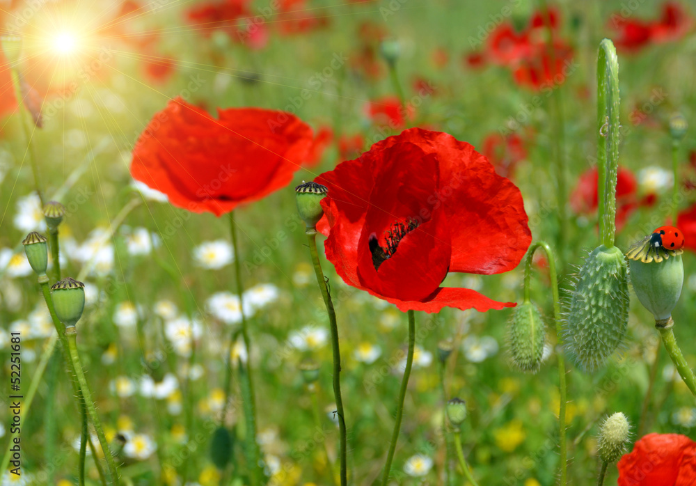 Obraz premium poppies sun sping background ladybug