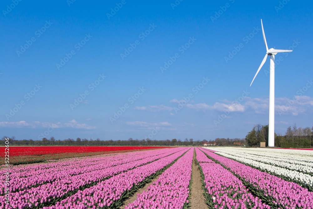 Windmill in front of a pink tulip field