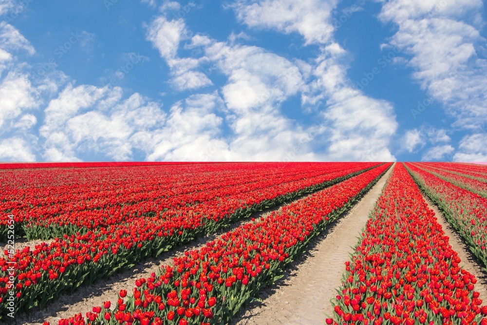 Red tulips flowerbed in front of a blue sky