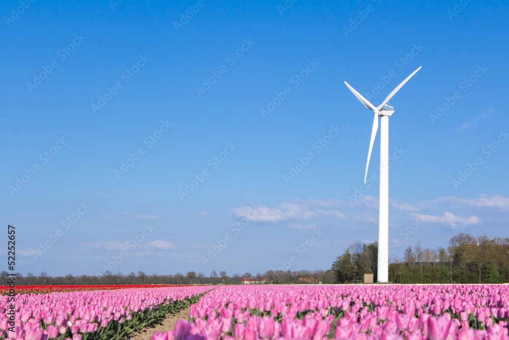 Windmill in the background of a pink tulips field