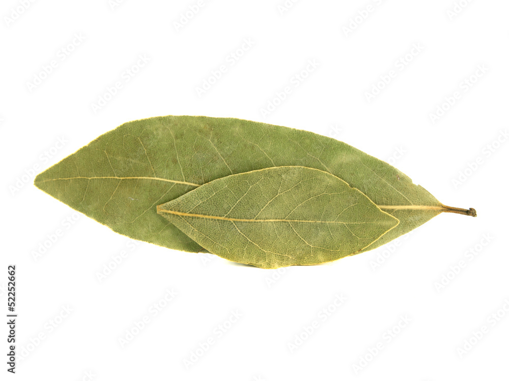 Bay leaves isolated on white background Bay leaves isolated on white background