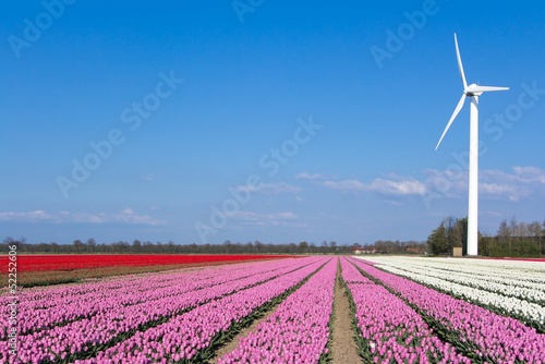 Windmill in front of a pink tulip field