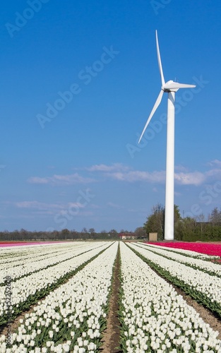 Windmill in front of a white tulip field