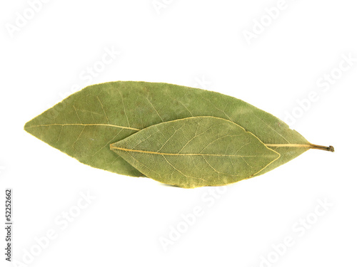 Bay leaves isolated on white background