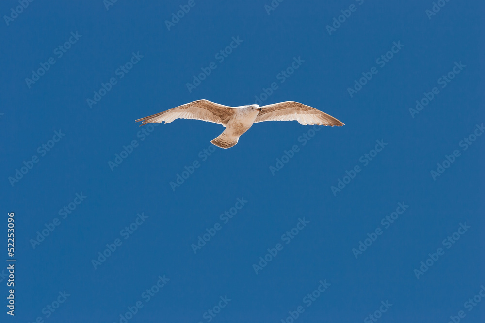 Obraz premium Seagull on the sky