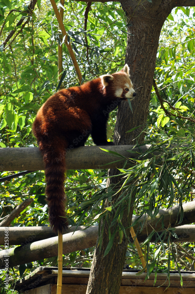 Panda roux Panda roux