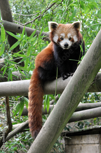 Fotografie Panda roux