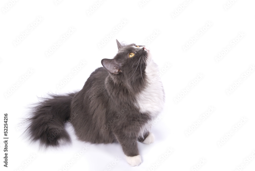 Grey and White Cat isolated on white Grey and White Cat isolated on white