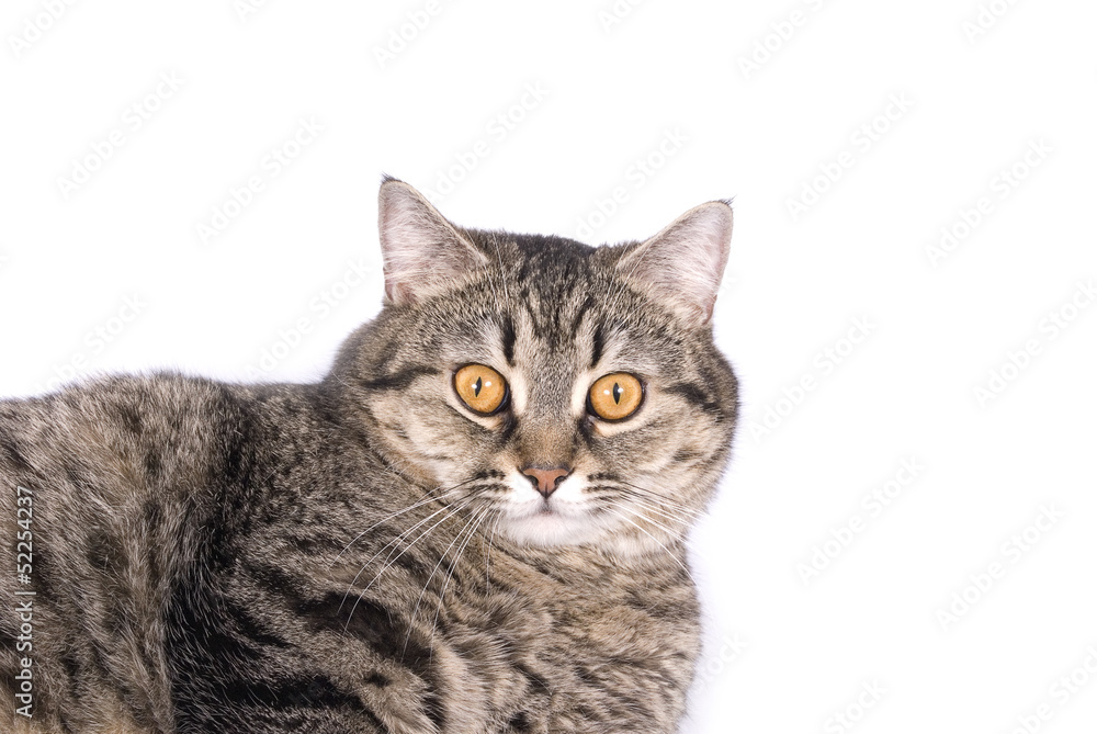 Scared Tabby Cat Portrait isolated on white