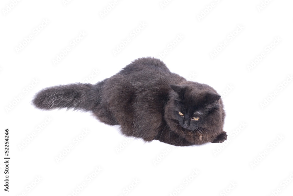 Black Cat lying isolated on white Black Cat lying isolated on white