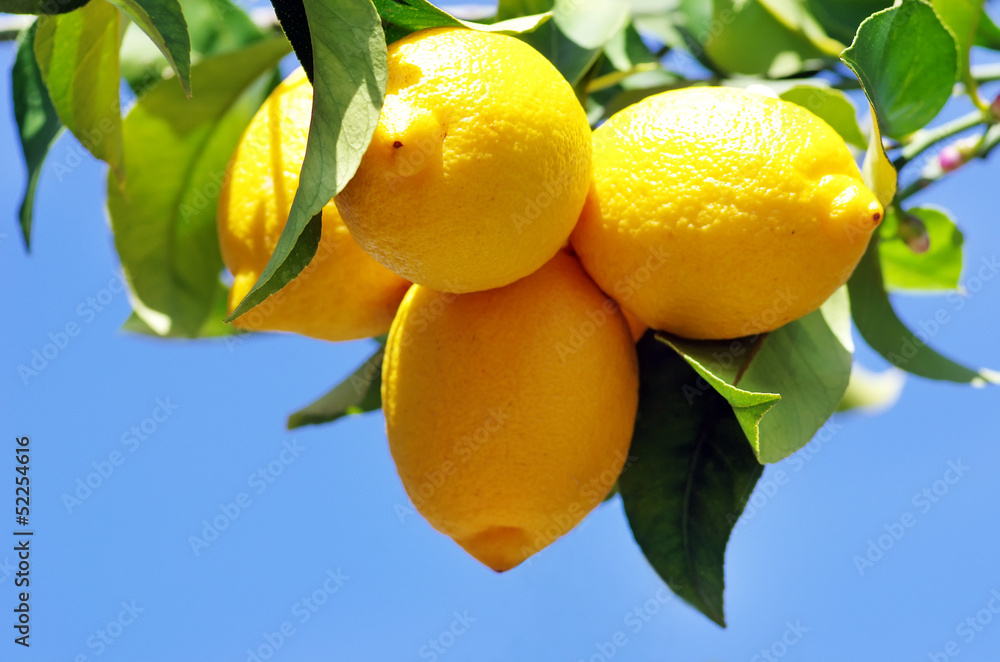 Obraz premium Ripe lemons on lemon tree