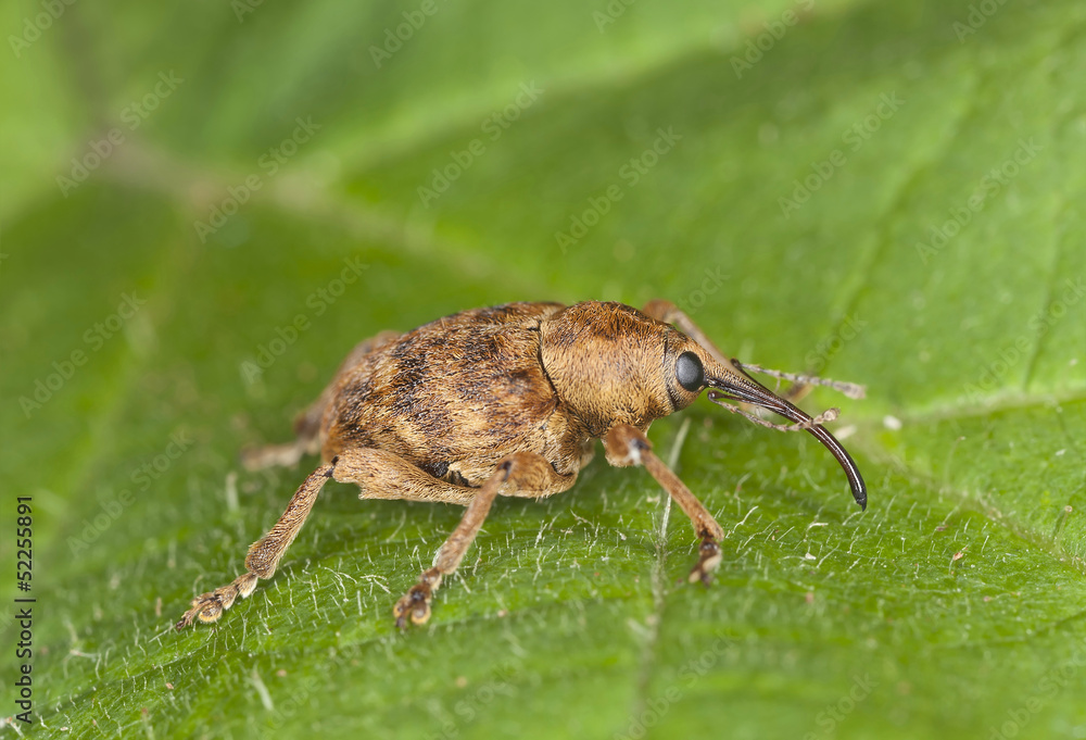 Hazelnut weevil Curculia nucum sitting on a leaf Hazelnut weevil Curculia nucum sitting on a leaf