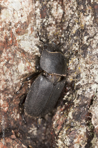 Lesser stag beetle (dorcus paralellipipedus) on oak, macro photo