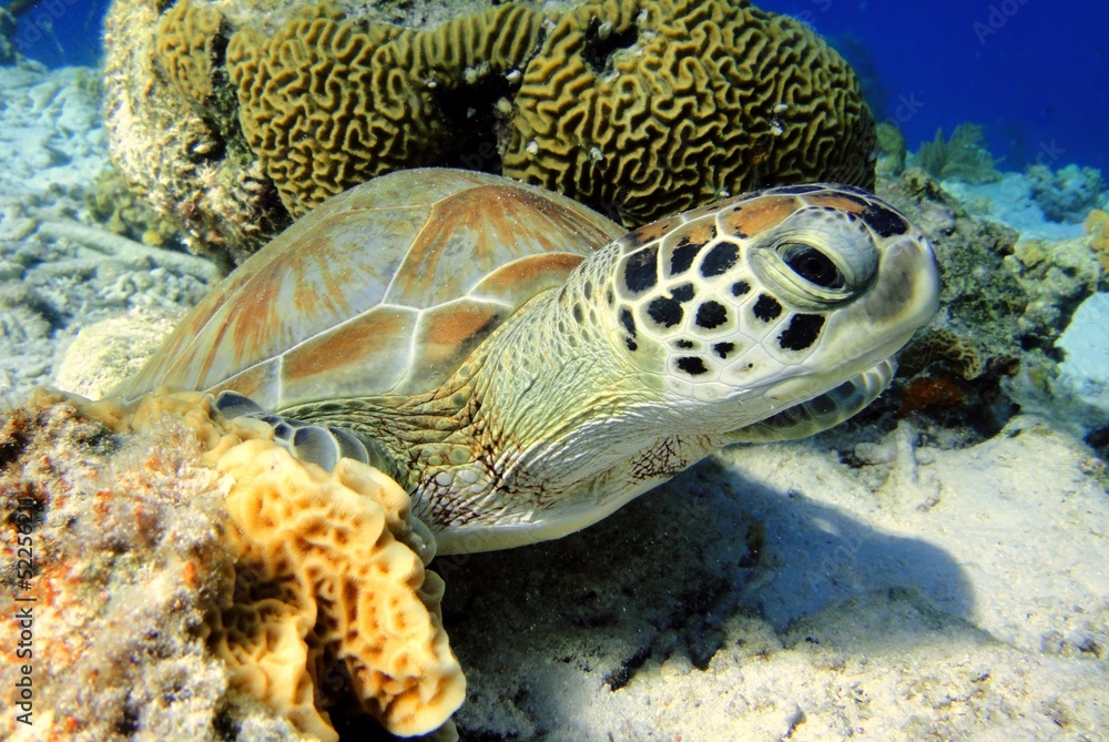 Fototapeta premium Resting Green Sea Turtle