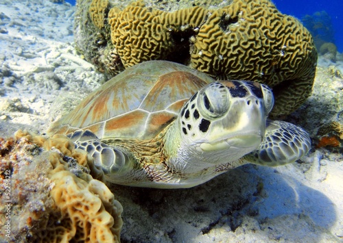 Curious Green Turtle