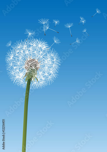 vector dandelion on blue