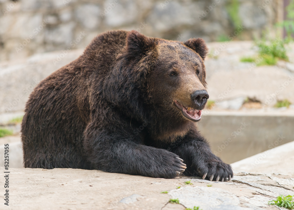 Fototapeta premium smile bear