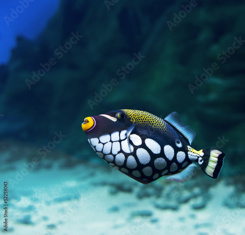 Triggerfish Crossbow-clown, Balistoides Conspicillum)
