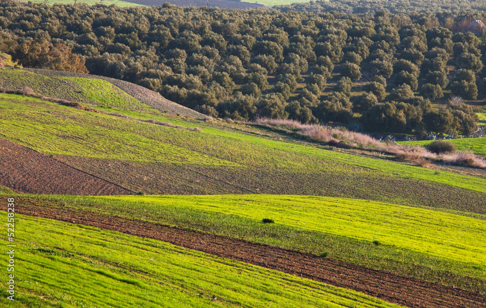 Fields in Morocco