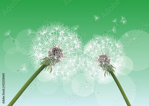 vector dandelion on green