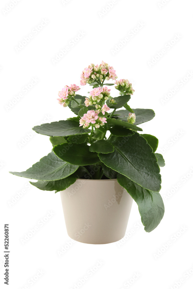 Kalanchoe Kalanchoe