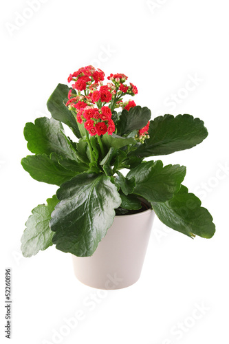 Kalanchoe