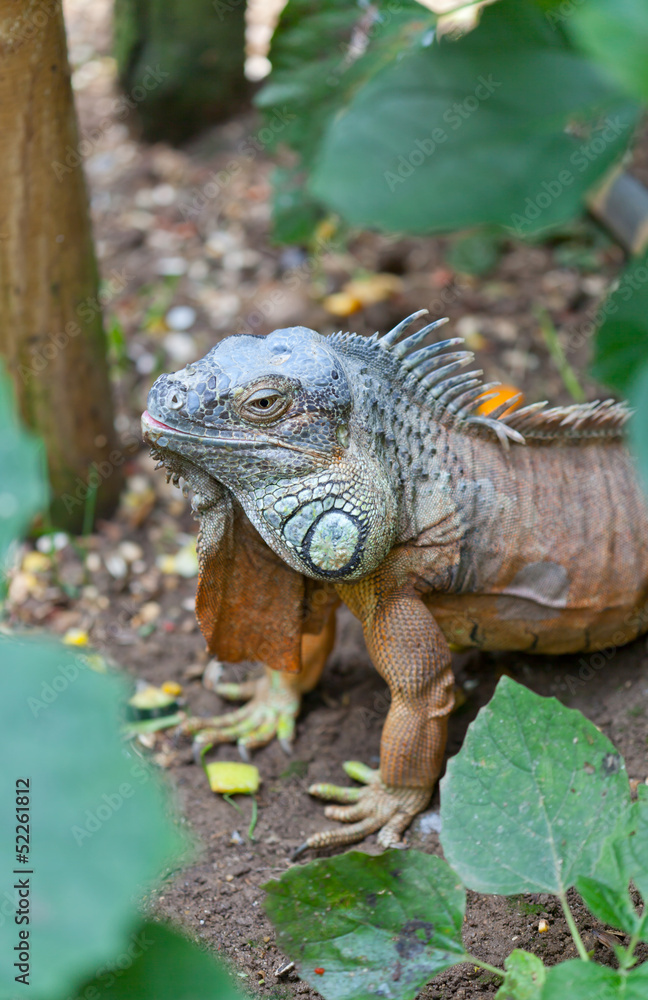 Fototapeta premium Iguana iguana