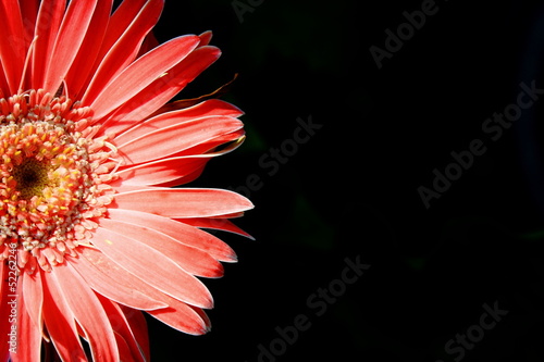 Light on the flowers. photo