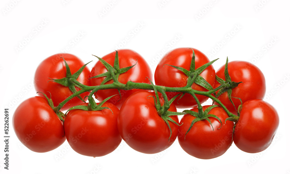 Closeup of tomatoes on the vine isolated on white