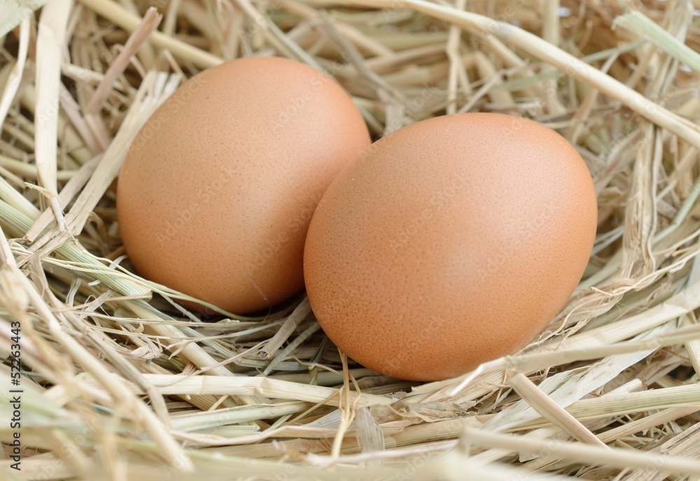 eggs in nest at chicken farm