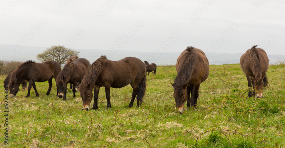 Exmoor Ponies Quantock Hills Somerset England UK.