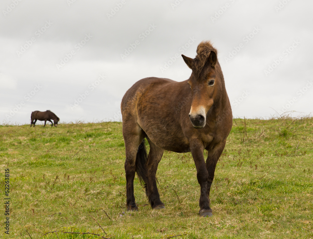 Exmoor Pony Quantock Hills Somerset England UK. Exmoor Pony Quantock Hills Somerset England UK.