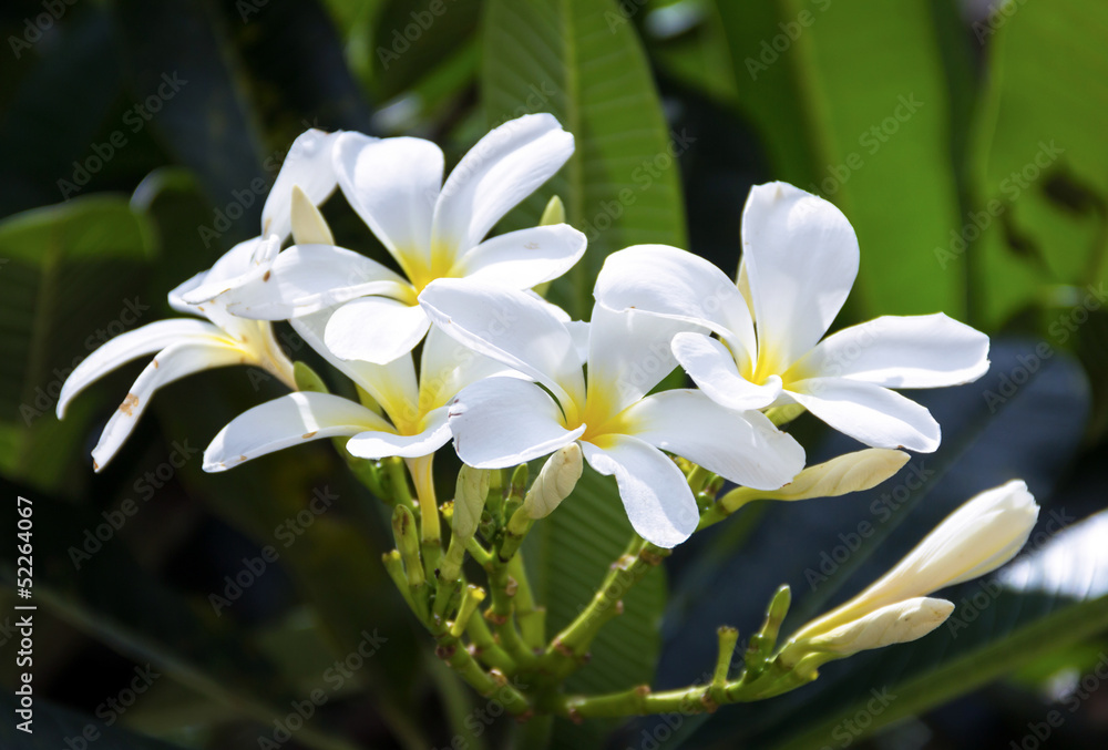 Fototapeta premium Frangipani flowers