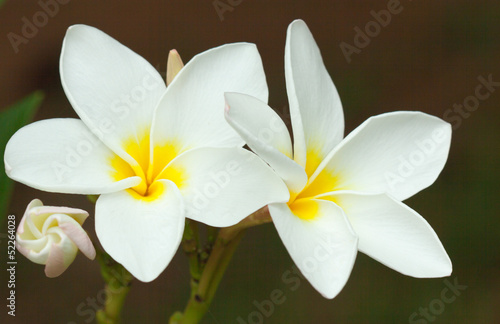 fleurs blanches de frangipanier