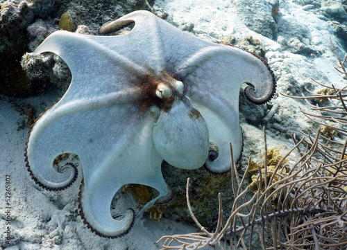 funny octopus