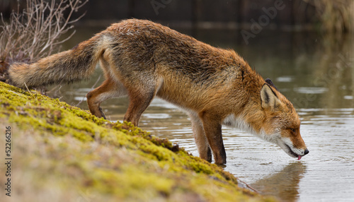 Red Fox