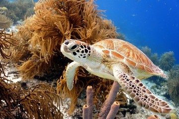 Sierkussen Schildpad Groene zeeschildpad close-up portret  © isabelle_bonaire