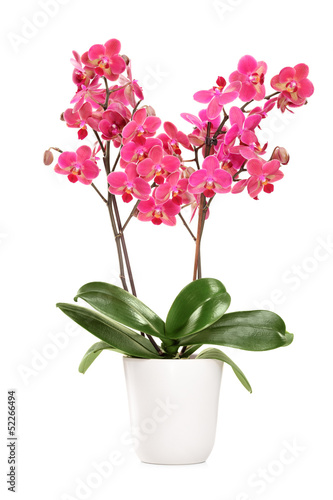 Fototapeta Naklejka Na Ścianę i Meble -  Pink orchid in a white pot with many flowers