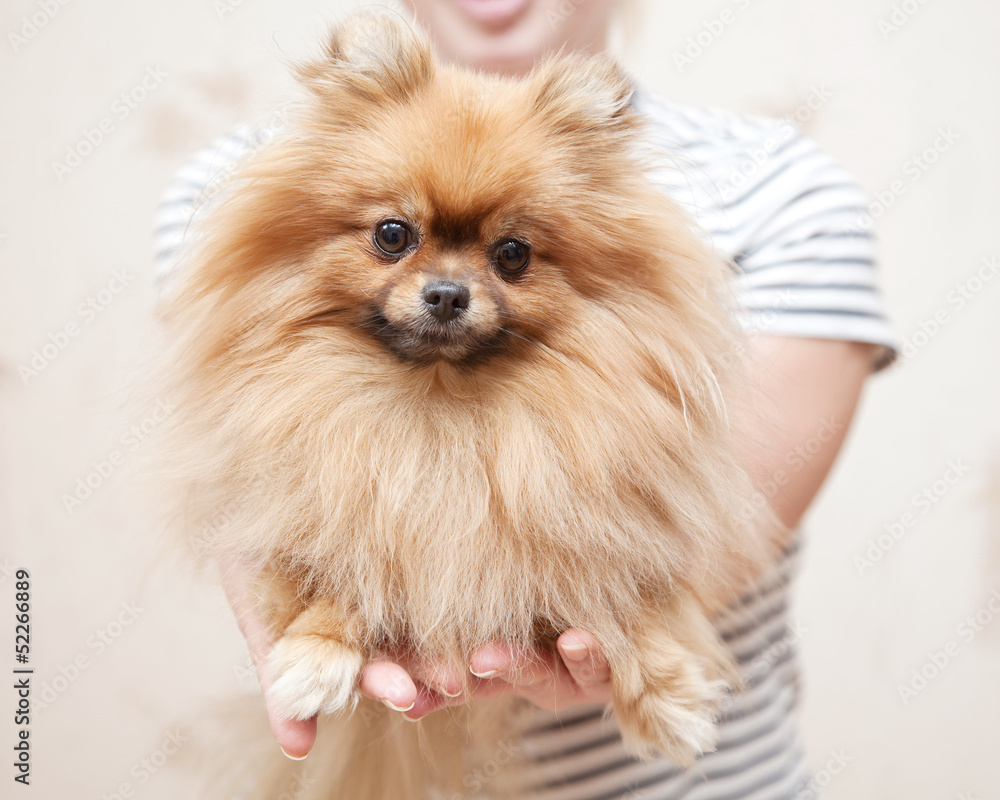 cute Pomeranian dog in the hands  looking at the camera