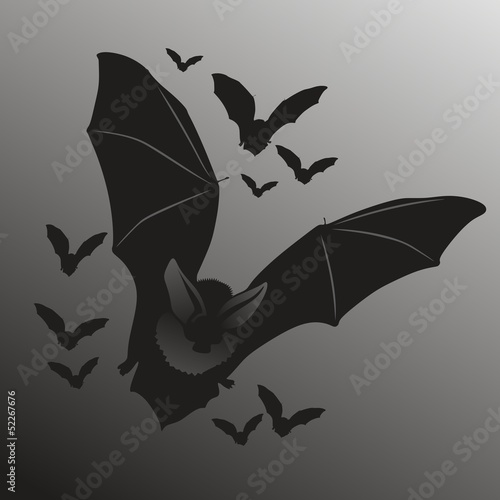 fledermaus1205a