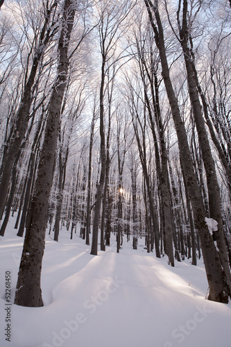 winter forest trees covered with snow sun showing through © KonstantinPetkov