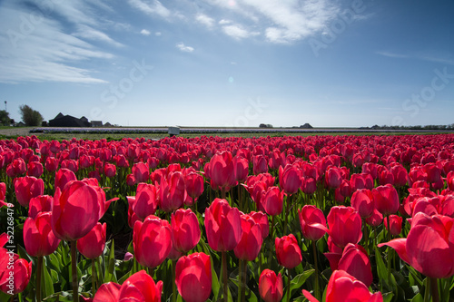 Fototapeta Naklejka Na Ścianę i Meble -  field of tulips with a blue sky