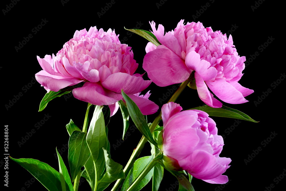Three pink peony. Three pink peony.
