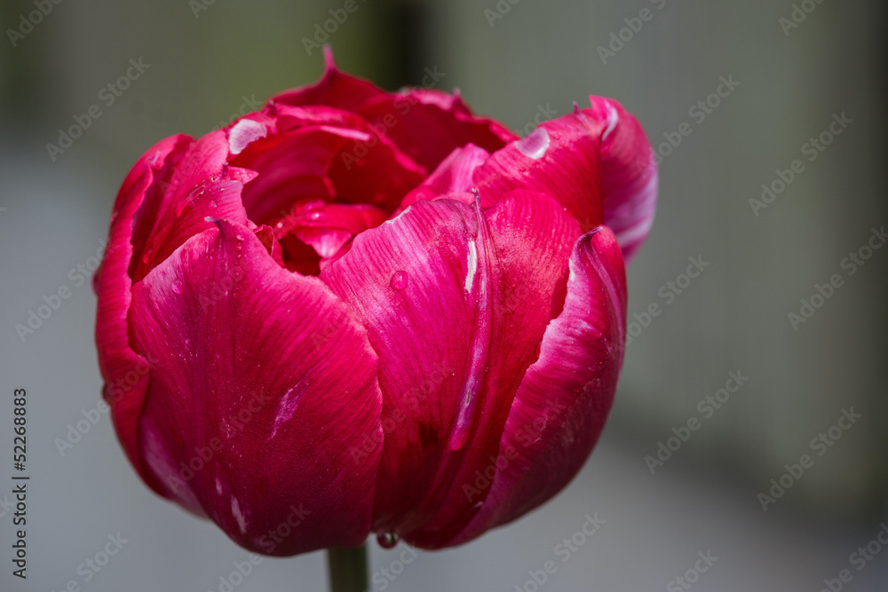 isolated tulip covered with dew isolated tulip covered with dew